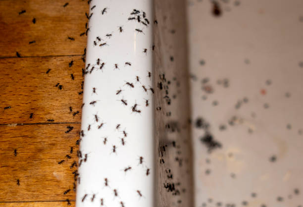 Best Cockroach Control Services  in San Juan, TX