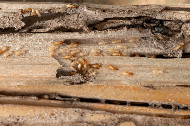Trusted San Juan, TX Pest Control Experts