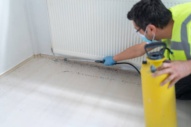 Best Wasp Removal Services  in San Juan, TX