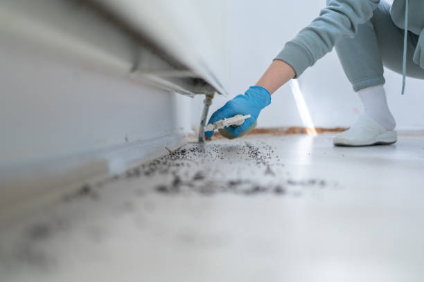 Pest Prevention Services in San Juan, TX