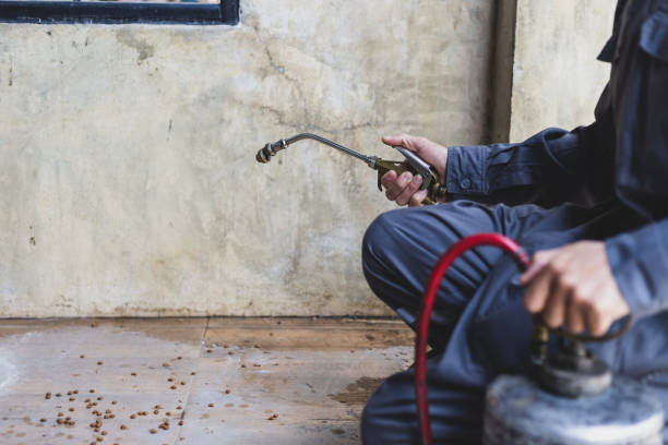 Best Termite Control Services  in San Juan, TX
