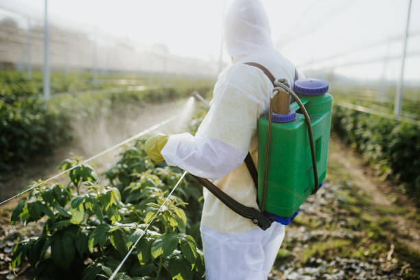 Best Bed Bug Extermination  in San Juan, TX